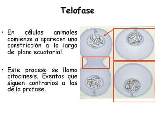 Telofase
• En células animales
comienza a aparecer una
constricción a lo largo
del plano ecuatorial.
• Este proceso se llama
citocinesis. Eventos que
siguen contrarios a los
de la profase.
 