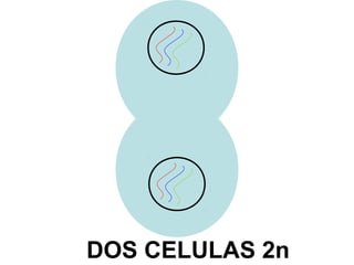 DOS CELULAS 2n
 