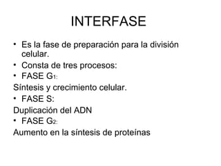INTERFASE
• Es la fase de preparación para la división
celular.
• Consta de tres procesos:
• FASE G1:
Síntesis y crecimiento celular.
• FASE S:
Duplicación del ADN
• FASE G2:
Aumento en la síntesis de proteínas
 