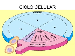 CICLO CELULAR
 