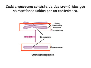Cada cromosoma consiste de dos cromátidas que
se mantienen unidas por un centrómero.
 