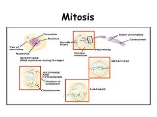 Mitosis
 