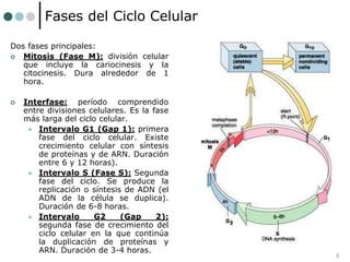 3
Fases del Ciclo Celular
Dos fases principales:
 Mitosis (Fase M): división celular
que incluye la cariocinesis y la
citocinesis. Dura alrededor de 1
hora.
 Interfase: período comprendido
entre divisiones celulares. Es la fase
más larga del ciclo celular.
 Intervalo G1 (Gap 1): primera
fase del ciclo celular. Existe
crecimiento celular con síntesis
de proteínas y de ARN. Duración
entre 6 y 12 horas).
 Intervalo S (Fase S): Segunda
fase del ciclo. Se produce la
replicación o síntesis de ADN (el
ADN de la célula se duplica).
Duración de 6-8 horas.
 Intervalo G2 (Gap 2):
segunda fase de crecimiento del
ciclo celular en la que continúa
la duplicación de proteínas y
ARN. Duración de 3-4 horas.
 