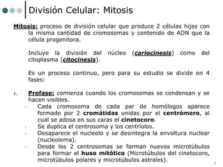 4
División Celular: Mitosis
Mitosis: proceso de división celular que produce 2 células hijas con
la misma cantidad de cromosomas y contenido de ADN que la
célula progenitora.
Incluye la división del núcleo (cariocinesis) como del
citoplasma (citocinesis).
Es un proceso continuo, pero para su estudio se divide en 4
fases:
1. Profase: comienza cuando los cromosomas se condensan y se
hacen visibles.
• Cada cromosoma de cada par de homólogos aparece
formado por 2 cromátidas unidas por el centrómero, al
cual se adosa en sus caras el cinetocoro.
• Se duplica el centrosoma y los centríolos.
• Desaparece el nucleolo y se desintegra la envoltura nuclear
(nucleolema).
• Desde los 2 centrosomas se forman nuevos microtúbulos
para formar el huso mitótico (Microtúbulos del cinetocoro,
microtúbulos polares y microtúbulos astrales).
 