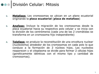 5
2. Metafase: Los cromosomas se ubican en un plano ecuatorial
originando la placa ecuatorial (placa de metafase)
3. Anafase: Incluye la migración de los cromosomas desde la
placa ecuatorial hacia su respectivo polo celular y se inicia con
la división de los centrómeros (cada una de las 2 cromátidas se
transforma en un cromosoma hijo independiente)
4. Telofase: se produce la reconstitución de una envoltura nuclear
(nucleolema) alrededor de los cromosomas en cada polo lo que
conduce a la formación de 2 núcleos hijos. Los nucleolos
reaparecen y el citoplasma se divide para formar 2 células hijas
(genéticamente idénticas con el mismo tipo y cantidad de
cromosomas).
División Celular: Mitosis
 