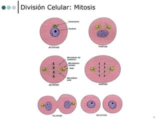 6
División Celular: Mitosis
 