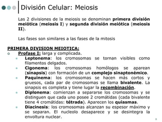 8
División Celular: Meiosis
Las 2 divisiones de la meiosis se denominan primera división
meiótica (meiosis I) y segunda división meiótica (meiosis
II).
Las fases son similares a las fases de la mitosis
PRIMERA DIVISION MEIOTICA:
 Profase I: larga y complicada.
 Leptonema: los cromosomas se tornan visibles como
filamentos delgados.
 Cigonema: los cromosomas homólogos se aparean
(sinapsis) con formación de un complejo sinaptonémico.
 Paquinema: los cromosomas se hacen más cortos y
gruesos, cada par de cromosomas se llama bivalente. La
sinapsis es completa y tiene lugar la recombinación.
 Diplonema: comienzan a separarse los cromosomas y se
distinguen que cada uno posee 2 cromátidas (cada bivalente
tiene 4 cromátidas: tétrada). Aparecen los quiasmas.
 Diacinesis: los cromosomas alcanzan su espesor máximo y
se separan. El nucleolo desaparece y se desintegra la
envoltura nuclear.
 