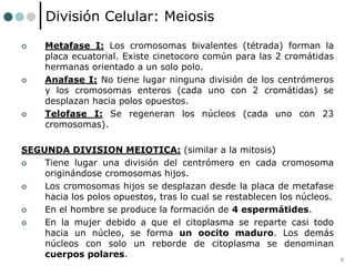 9
División Celular: Meiosis
 Metafase I: Los cromosomas bivalentes (tétrada) forman la
placa ecuatorial. Existe cinetocoro común para las 2 cromátidas
hermanas orientado a un solo polo.
 Anafase I: No tiene lugar ninguna división de los centrómeros
y los cromosomas enteros (cada uno con 2 cromátidas) se
desplazan hacia polos opuestos.
 Telofase I: Se regeneran los núcleos (cada uno con 23
cromosomas).
SEGUNDA DIVISION MEIOTICA: (similar a la mitosis)
 Tiene lugar una división del centrómero en cada cromosoma
originándose cromosomas hijos.
 Los cromosomas hijos se desplazan desde la placa de metafase
hacia los polos opuestos, tras lo cual se restablecen los núcleos.
 En el hombre se produce la formación de 4 espermátides.
 En la mujer debido a que el citoplasma se reparte casi todo
hacia un núcleo, se forma un oocito maduro. Los demás
núcleos con solo un reborde de citoplasma se denominan
cuerpos polares.
 