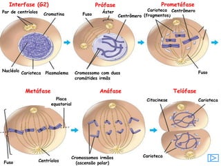 Prometáfase
Metáfase Anáfase Telófase
Par de centríolos
Cromatina
Nucléolo
Carioteca Plasmalema
Fuso
Prófase
Áster
Centrômero
Cromossomo com duas
cromátides irmãs
Carioteca
(fragmentos)
Centrômero
Fuso
Placa
equatorial
Centríolos
Fuso
Cromossomos irmãos
(ascensão polar)
Carioteca
Citocinese
Carioteca
Interfase (G2)
 