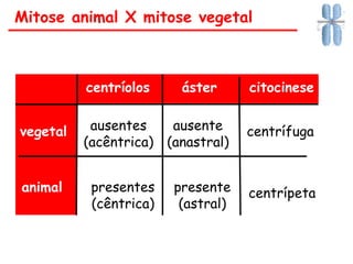 centríolos áster citocinese
vegetal ausentes
(acêntrica)
ausente
(anastral)
centrífuga
animal presentes
(cêntrica)
presente
(astral)
centrípeta
Mitose animal X mitose vegetal
 