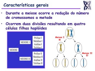 • Durante a meiose ocorre a redução do número
de cromossomos a metade
• Ocorrem duas divisões resultando em quatro
células filhas haplóides
Características gerais
Meiose I
R!
Meiose II
E!
 