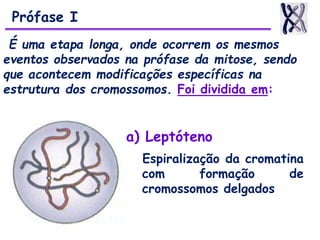 É uma etapa longa, onde ocorrem os mesmos
eventos observados na prófase da mitose, sendo
que acontecem modificações específicas na
estrutura dos cromossomos. Foi dividida em:
a) Leptóteno
Espiralização da cromatina
com formação de
cromossomos delgados
Prófase I
 