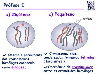 b) Zigóteno
✔ Ocorre o pareamento
dos cromossomos
homólogos conhecido
como sinapse.
c) Paquíteno
✔ Cromossomo mais
condensados formando tétrades
( bivalentes )
✔Ocorrência de crossing over
entre as cromátides homólogas
Prófase I
 