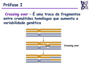 Crossing over – É uma troca de fragmentos
entre cromátides homólogas que aumenta a
variabilidade genética
Crossing over
Prófase I
 
