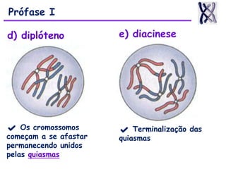 d) diplóteno
✔ Os cromossomos
começam a se afastar
permanecendo unidos
pelas quiasmas
e) diacinese
✔ Terminalização das
quiasmas
Prófase I
 