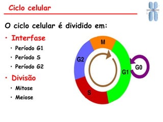 O ciclo celular é dividido em:
• Interfase
• Período G1
• Período S
• Período G2
• Divisão
• Mitose
• Meiose
Ciclo celular
 
