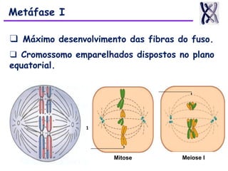 ❑ Máximo desenvolvimento das fibras do fuso.
❑ Cromossomo emparelhados dispostos no plano
equatorial.
Metáfase I
1
Mitose Meiose I
 
