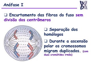 ❑ Encurtamento das fibras do fuso sem
divisão dos centrômeros
❑ Separação dos
homólogos
❑ Durante a ascensão
polar os cromossomos
migram duplicados. (com
duas cromátides irmãs)
Anáfase I
 