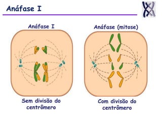 Anáfase I
Sem divisão do
centrômero
Com divisão do
centrômero
Anáfase I Anáfase (mitose)
 