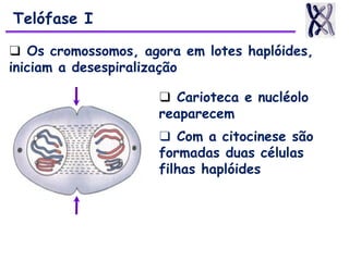 ❑ Carioteca e nucléolo
reaparecem
❑ Com a citocinese são
formadas duas células
filhas haplóides
Telófase I
❑ Os cromossomos, agora em lotes haplóides,
iniciam a desespiralização
 