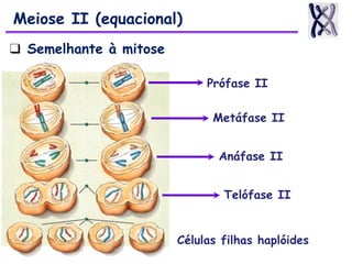 Meiose II (equacional)
❑ Semelhante à mitose
Prófase II
Metáfase II
Anáfase II
Telófase II
Células filhas haplóides
 