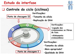 P
o
Ponto de checagem I
Verificações:
•Tamanho da célula
•Replicação do DNA
Estudo da interfase
Verificações:
•Tamanho da célula
•Meio apropriado?
•Qualidade do DNA
Ponto de checagem II
❑ Controle do ciclo (ciclinas)
Verificações:
•Ligação dos
cromossomos as fibras
do fuso.
•Alinhamento
cromossômico
 
