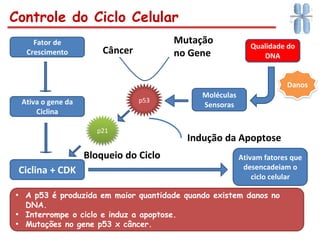 Controle do Ciclo Celular
• A p53 é produzida em maior quantidade quando existem danos no
DNA.
• Interrompe o ciclo e induz a apoptose.
• Mutações no gene p53 x câncer.
Fator de
Crescimento
Ativa o gene da
Ciclina
Ciclina + CDK
Ativam fatores que
desencadeiam o
ciclo celular
Qualidade do
DNA
Moléculas
Sensoras
Danos
p53
p21
Bloqueio do Ciclo
Indução da Apoptose
Mutação
no Gene
Câncer
 