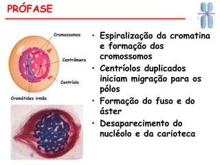 • Espiralização da cromatina
e formação dos
cromossomos
• Centríolos duplicados
iniciam migração para os
pólos
• Formação do fuso e do
áster
• Desaparecimento do
nucléolo e da carioteca
PRÓFASE
Cromossomos
Centrômero
Centríolo
Cromátides irmãs
 