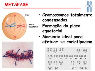 • Cromossomos totalmente
condensados
• Formação da placa
equatorial
• Momento ideal para
efetuar-se cariotipagem
METÁFASE
Fuso
Placa
equatorial
 