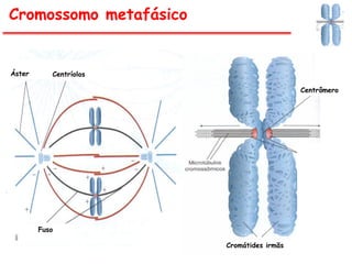 Cromossomo metafásico
Centrômero
Cromátides irmãs
Centríolos
Áster
Fuso
 