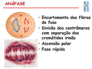 • Encurtamento das fibras
do fuso
• Divisão dos centrômeros
com separação das
cromátides irmãs
• Ascensão polar
• Fase rápida
ANÁFASE
 