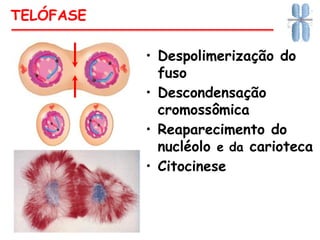 • Despolimerização do
fuso
• Descondensação
cromossômica
• Reaparecimento do
nucléolo e da carioteca
• Citocinese
TELÓFASE
 