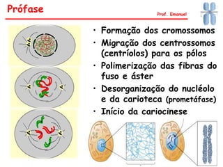 • Formação dos cromossomos
• Migração dos centrossomos
(centríolos) para os pólos
• Polimerização das fibras do
fuso e áster
• Desorganização do nucléolo
e da carioteca (prometáfase)
• Início da cariocinese
Prófase Prof. Emanuel
 