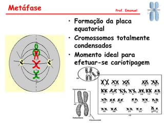 Metáfase Prof. Emanuel
• Formação da placa
equatorial
• Cromossomos totalmente
condensados
• Momento ideal para
efetuar-se cariotipagem
 