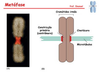 Metáfase Prof. Emanuel
Cromátides irmãs
Cinetócoro
Constricção
primária
(centrômero)
Microtúbulos
 