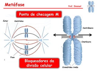 Centrômero
Cromátides irmãs
CentríolosÁster
Fuso
Ponto de checagem M
Cinetócoro
Metáfase Prof. Emanuel
Bloqueadores da
divisão celular
 