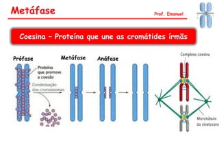 Metáfase Prof. Emanuel
Coesina – Proteína que une as cromátides írmãs
Prófase Metáfase Anáfase
 
