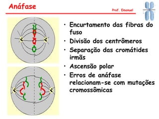 • Encurtamento das fibras do
fuso
• Divisão dos centrômeros
• Separação das cromátides
irmãs
• Ascensão polar
• Erros de anáfase
relacionam-se com mutações
cromossômicas
Anáfase Prof. Emanuel
 