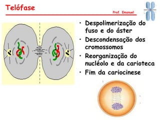 • Despolimerização do
fuso e do áster
• Descondensação dos
cromossomos
• Reorganização do
nucléolo e da carioteca
• Fim da cariocinese
Telófase Prof. Emanuel
 