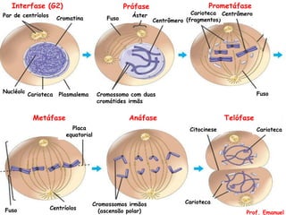 Prometáfase
Metáfase Anáfase Telófase
Par de centríolos
Cromatina
Nucléolo
Carioteca Plasmalema
Fuso
Prófase
Áster
Centrômero
Cromossomo com duas
cromátides irmãs
Carioteca
(fragmentos)
Centrômero
Fuso
Placa
equatorial
CentríolosFuso
Cromossomos irmãos
(ascensão polar)
CariotecaCitocinese
Carioteca
Interfase (G2)
Prof. Emanuel
 