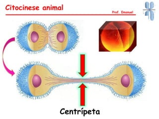 Citocinese animal Prof. Emanuel
Centrípeta
 