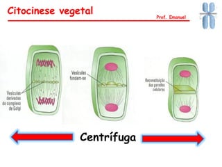 Citocinese vegetal Prof. Emanuel
Centrífuga
 