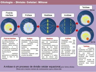 Ciclo celular e mitose