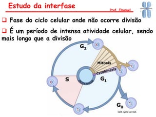 Estudo da interfase Prof. Emanuel
 Fase do ciclo celular onde não ocorre divisão
 É um período de intensa atividade celular, sendo
mais longo que a divisão
 