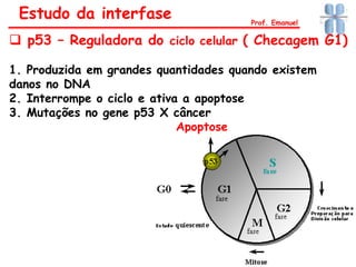 Estudo da interfase Prof. Emanuel
Apoptose
 p53 – Reguladora do ciclo celular ( Checagem G1)
1. Produzida em grandes quantidades quando existem
danos no DNA
2. Interrompe o ciclo e ativa a apoptose
3. Mutações no gene p53 X câncer
 
