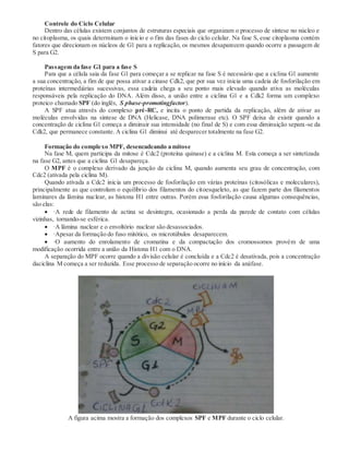 Controle do Ciclo Celular
Dentro das células existem conjuntos de estruturas especiais que organizam o processo de síntese no núcleo e
no citoplasma, os quais determinam o inicio e o fim das fases do ciclo celular. Na fase S, esse citoplasma contém
fatores que direcionam os núcleos de G1 para a replicação, os mesmos desaparecem quando ocorre a passagem de
S para G2.
Passagem da fase G1 para a fase S
Para que a célula saia da fase G1 para começar a se replicar na fase S é necessário que a ciclina G1 aumente
a sua concentração, a fim de que possa ativar a cinase Cdk2, que por sua vez inicia uma cadeia de fosforilação em
proteínas intermediárias sucessivas, essa cadeia chega a seu ponto mais elevado quando ativa as moléculas
responsáveis pela replicação do DNA. Além disso, a união entre a ciclina G1 e a Cdk2 forma um complexo
proteico chamado SPF (do inglês, S phase-promotingfactor).
A SPF atua através do complexo pré-RC, e incita o ponto de partida da replicação, além de ativar as
moléculas envolvidas na síntese de DNA (Helicase, DNA polimerase etc). O SPF deixa de existir quando a
concentração de ciclina G1 começa a diminuir sua intensidade (no final de S) e com essa diminuição separa-se da
Cdk2, que permanece constante. A ciclina G1 diminui até desparecer totalmente na fase G2.
Formação do complexo MPF, desencadeando a mitose
Na fase M, quem participa da mitose é Cdc2 (proteína quinase) e a ciclina M. Esta começa a ser sintetizada
na fase G2, antes que a ciclina G1 desapareça.
O MPF é o complexo derivado da junção da ciclina M, quando aumenta seu grau de concentração, com
Cdc2 (ativada pela ciclina M).
Quando ativada a Cdc2 inicia um processo de fosforilação em várias proteínas (citosólicas e moleculares),
principalmente as que controlam o equilíbrio dos filamentos do citoesqueleto, as que fazem parte dos filamentos
laminares da lâmina nuclear, as histona H1 entre outras. Porém essa fosforilação causa algumas consequências,
são elas:
 ·A rede de filamento de actina se desintegra, ocasionado a perda da parede de contato com células
vizinhas, tornando-se esférica.
 ·A lâmina nuclear e o envoltório nuclear são desassociados.
 ·Apesar da formação do fuso mitótico, os microtúbulos desaparecem.
 ·O aumento do enrolamento de cromatina e da compactação dos cromossomos provém de uma
modificação ocorrida entre a união da Histona H1 com o DNA.
A separação do MPF ocorre quando a divisão celular é concluída e a Cdc2 é desativada, pois a concentração
daciclina M começa a ser reduzida. Esse processo de separação ocorre no início da anáfase.
A figura acima mostra a formação dos complexos SPF e MPF durante o ciclo celular.
 