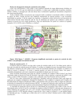 Pontos de checagem do sistema de controle do ciclo celular
Como visto anteriormente o ciclo celular é uma sequência ordenada de etapas didaticamente divididas em
quatro fases: G1, S e G2, que são subdivisões da intérfase, e a mitose que é subdividida em prófase, metáfase,
anáfase e telófase. A passagem por cada uma dessas fases é estritamente regulada por mecanismos citoquímicos
que atuam especificamente¹.
Assim, a divisão celular é um processo que avança de modo a coordenar o crescimento celular e a iniciação
da síntese do DNA, visando prevenir uma ampliação inapropriada do material genético, o que ocasionaria
instabilidade no genoma. A fim de cumprir tais requisitos, o maquinário celular desenvolveu um mecanismo de
sobrevivência baseado numa intrincada rede de vias de sinalização por quinases que conduzem a pontos de
controle no decurso do ciclo celular proliferativo. Hoje são identificados três pontos de controle na seguintes
transições: G1-S, G2-M e entre a Metáfase e a Anáfase².
Figura SEQ Figura * ARABIC 1 Esquema simplificado mostrando os pontos de controle do ciclo
celular e seus principais mecanismos de ação.
Ponto de controle em G1 – S
O primeiro ponto de controle vem logo após o ponto de restrição ainda em G1. Em linhas gerais, pode-se
dizer que este ponto de controle possui três funções: 1) verificar as condições do meio, buscando fatores externos
que induzam o progresso do ciclo celular (como o Fator de Crescimento Epitelial, por exemplo), 2) conferir se a
célula já cresceu o suficiente e 3) revisar o material genético em busca de possíveis danos. Este ponto é
controlado principalmente pelo meio e depende da capacidade de indução que este exerce³.
Estão envolvidas diretamente neste ponto de controle as proteínas do complexo CDK2-Ciclina E que foram
sintetizadas ainda no decurso do Ponto de Restrição. Logo após a mitose aumenta a expressão da ciclina E, esta
ciclina se unirá à CDK 2 formando o complexo ativo conhecido como Fator Promotor da Fase S (FPS)5
.
FPS só é ativo sobre cromossomos pré-replicativos, chamados assim por possuírem sobre cada origem de
replicação um complexo multiproteico chamado Pre-Replicativo. Este complexo é composto pelo Complexo de
Reconhecimento de Origem de Replicação (ORC) e pela proteína Cdc6, que insere sobre as origens de replicação
as proteínas de manutenção de minimicrossomos (MCM). As origens de replicação sobre cada laço de cromatina
se caracterizam por possuir uma sequência comum denominada Sequência de Replicação Autônoma (ARS)5
.
A velocidade de progressão através da fase G1 é determinada por um balanço entre CDKs e CDIs. Em um
determinado ponto, na fase G1 pré-R, a atividade do complexo ciclina D-CDK4/6 é suficiente para ultrapassar os
efeitos inibitórios dos guardiões p16, p21 e p27, levando a hiperfosforilação da proteína Rb e à dissociação do
complexo Rb-E2F. O E2F liberado estimula a expressão de c-myc e induz as ciclinasE e A, que também podem
ser induzidas por myc. À medida que a célula entra em S, o nível de ciclina E diminui assim a célula completa
essa fase (S)³.
 