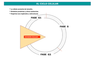 EL CICLO CELULAR

* La célula aumenta de tamaño.
* Sintetiza proteínas y otras sustancias.
* Organiza sus orgánulos y estructuras.


                              FASE G1



                                                        FASE S



                     DIVISIÓN CELULAR




                                            FASE G2
 