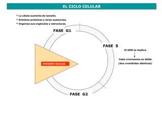 EL CICLO CELULAR

* La célula aumenta de tamaño.
* Sintetiza proteínas y otras sustancias.
* Organiza sus orgánulos y estructuras.


                              FASE G1



                                                        FASE S
                                                                     El ADN se duplica



                                                                 Cada cromosoma es doble
                     DIVISIÓN CELULAR                            (dos cromátidas idénticas)




                                            FASE G2
 