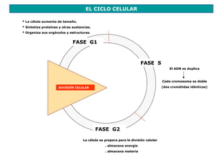 EL CICLO CELULAR

* La célula aumenta de tamaño.
* Sintetiza proteínas y otras sustancias.
* Organiza sus orgánulos y estructuras.


                              FASE G1



                                                                      FASE S
                                                                                        El ADN se duplica



                                                                                    Cada cromosoma es doble
                     DIVISIÓN CELULAR                                               (dos cromátidas idénticas)




                                            FASE G2

                                    La célula se prepara para la división celular
                                                 . almacena energía
                                                 . almacena materia
 